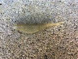 3” Ribbed Savvy Shad