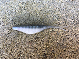 3” Ribbed Savvy Shad