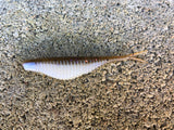 3” Ribbed Savvy Shad