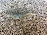 3” Ribbed Savvy Shad