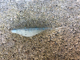 3” Ribbed Savvy Shad