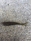 3" Savvy Shad