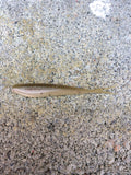 3" Savvy Shad